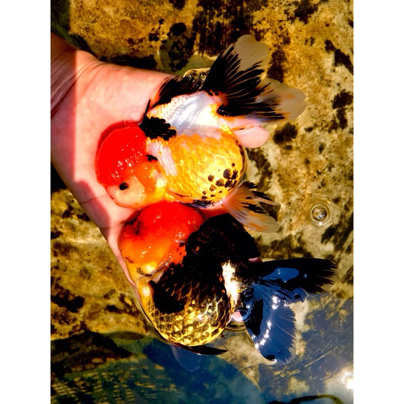 

oranda treecolor super gemoy grade A+
