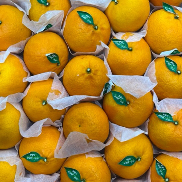 

JERUK WOKAM MEDIUM MANIS PREMIUM - PER KG