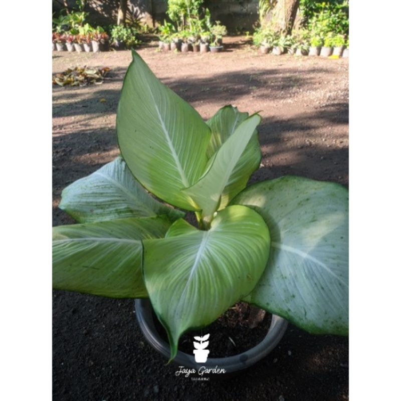 BUNGA AGLONEMA TISU BANGKOK COLLECTION