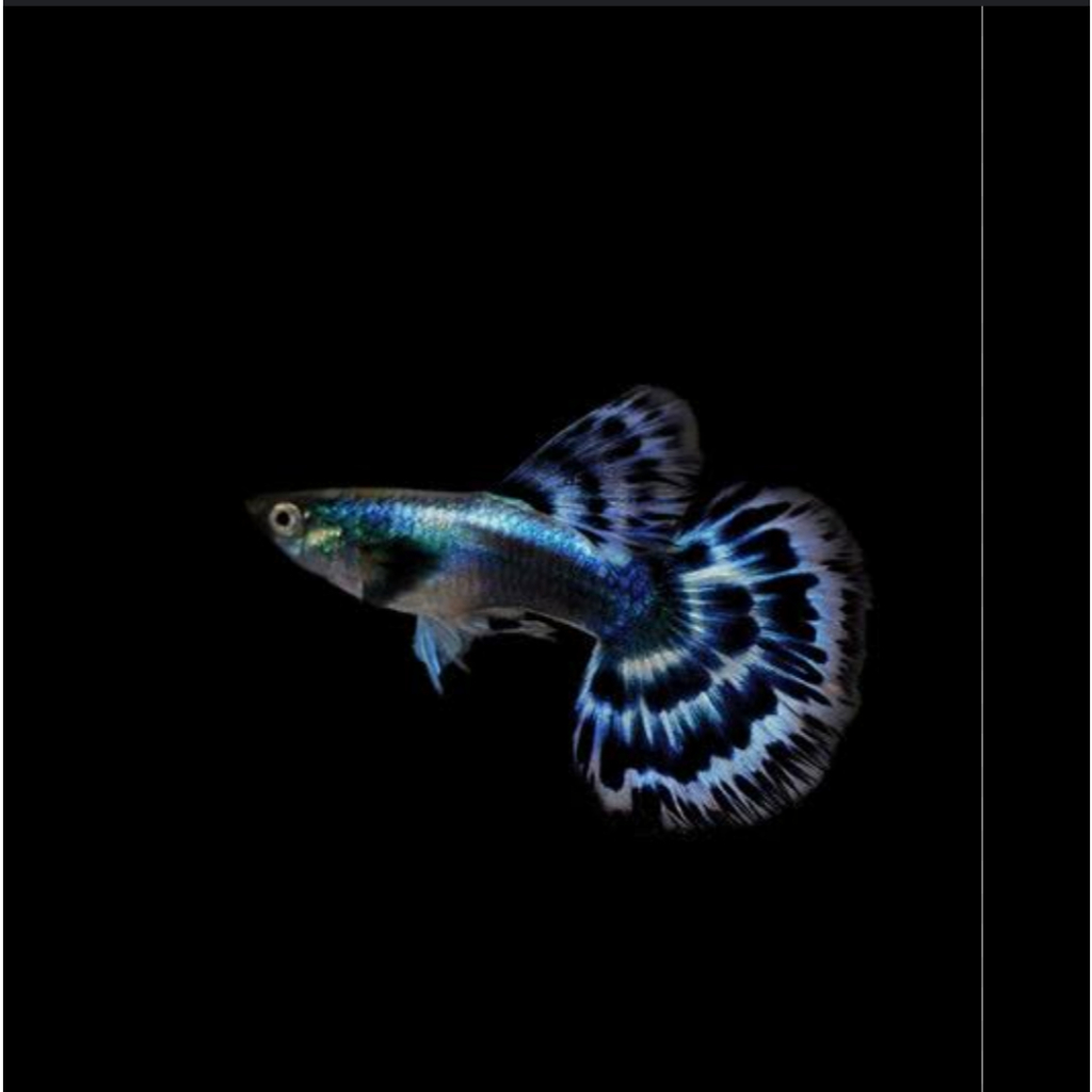 PEMBERSIH KACA GUPPY BLUE IVORY || IVORY GENETIK || GRADE SUPER|| TERMURAH
