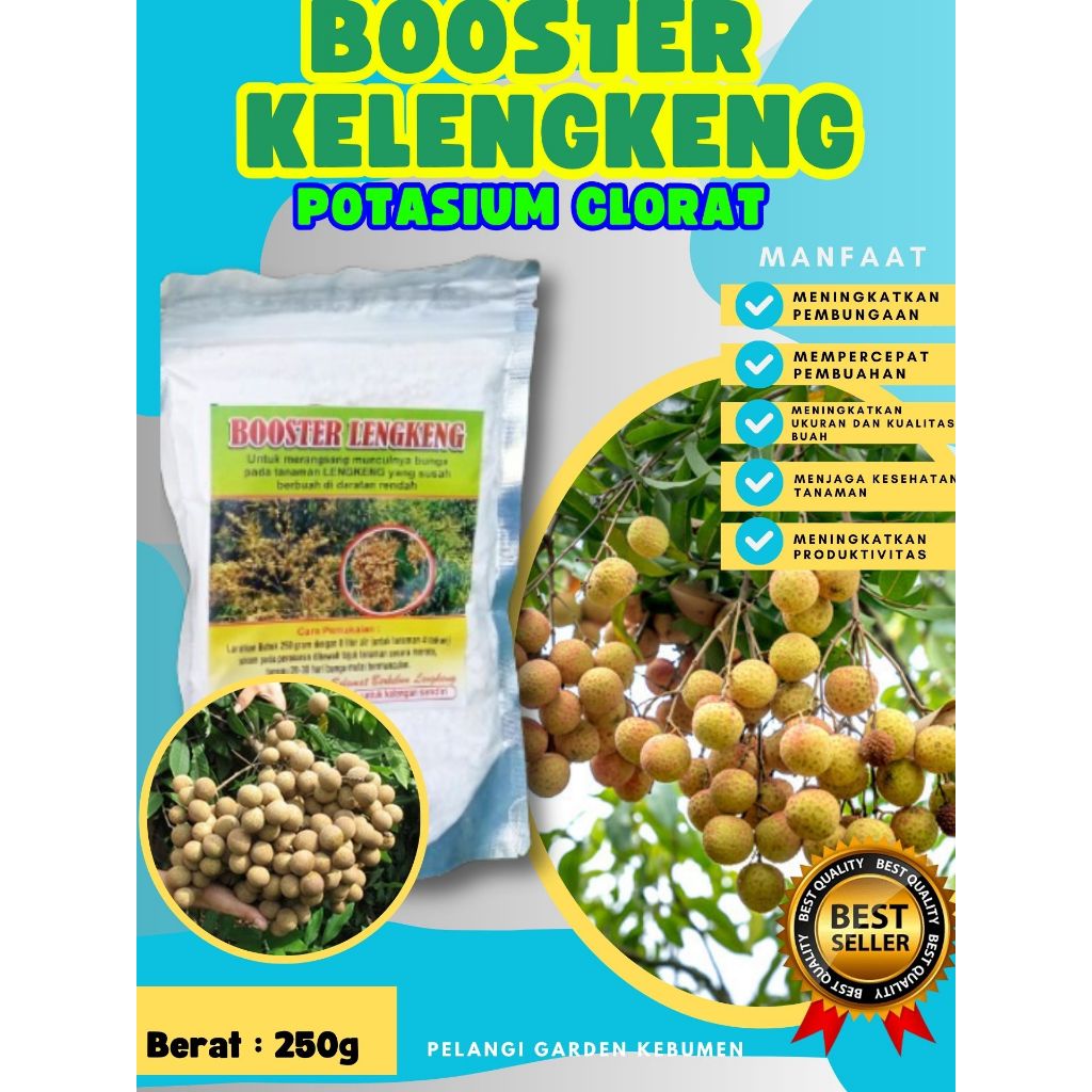 DIJAMIN ASLI  Booster Kelengkeng Puangphet, Booster Kelengkeng Pingpong Cangkok, Booster Kelengkeng 