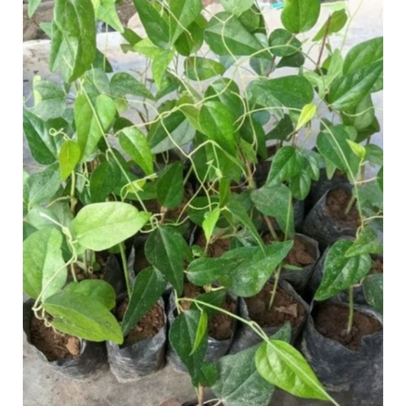 Bibit cincau hijau rambat,Bibit cincau jelly