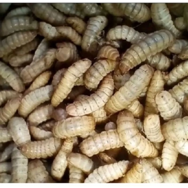 Maggot fresh BSF hidup 0,5 Kg