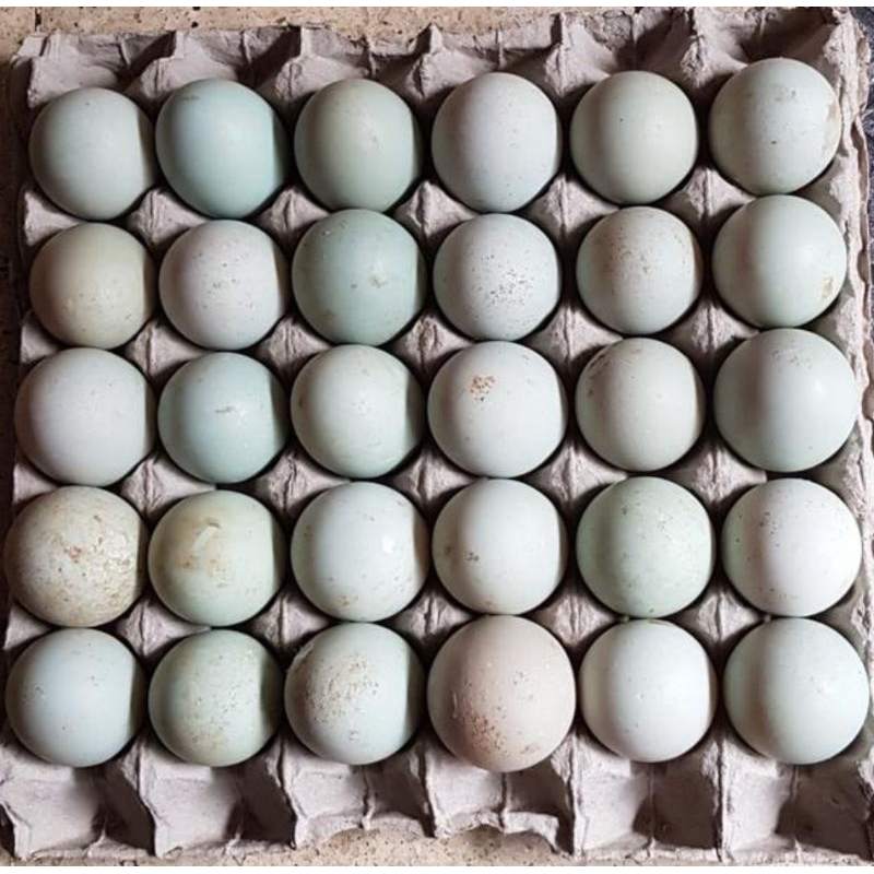 

Distributor Telur Bebek