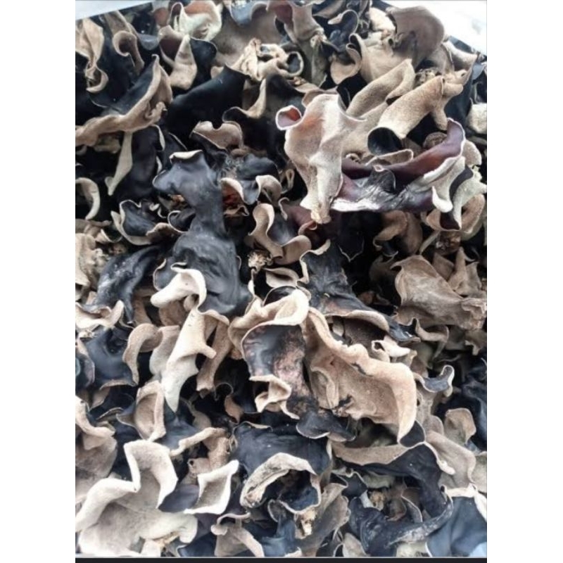 

Jual jamur kuping kering 1kg