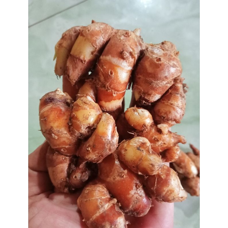 kencur frees kencur seblak cikur sukro 1 kg