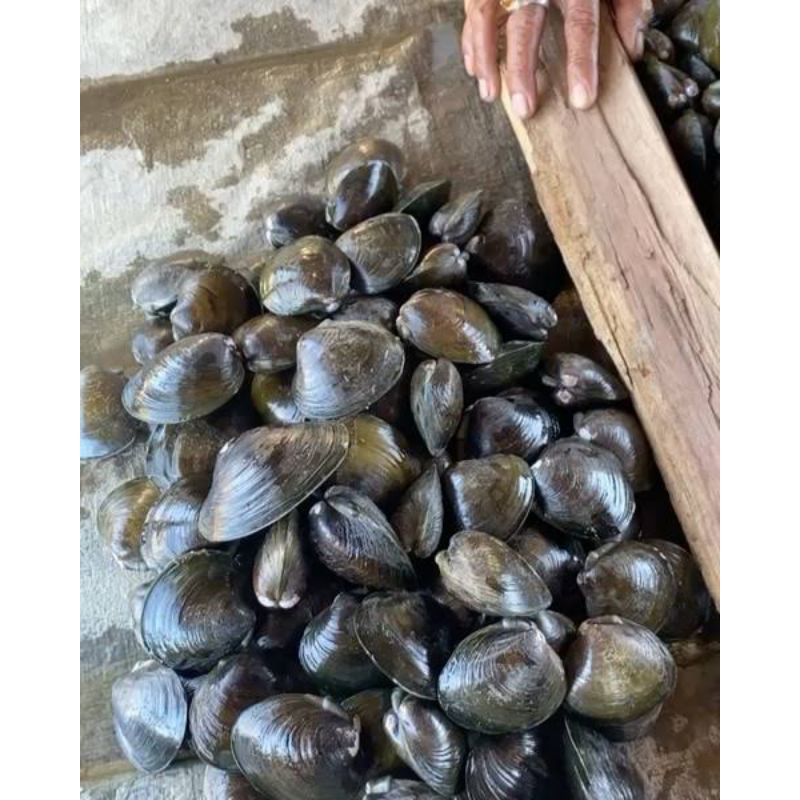 

Kepah segar fresh/ kerang kepah segar fresh pasar flamboyan 500gram