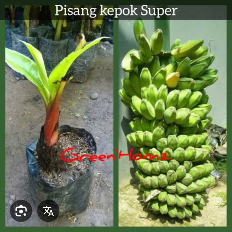 

satu batang bibit pohon kepok super/pisang gepok