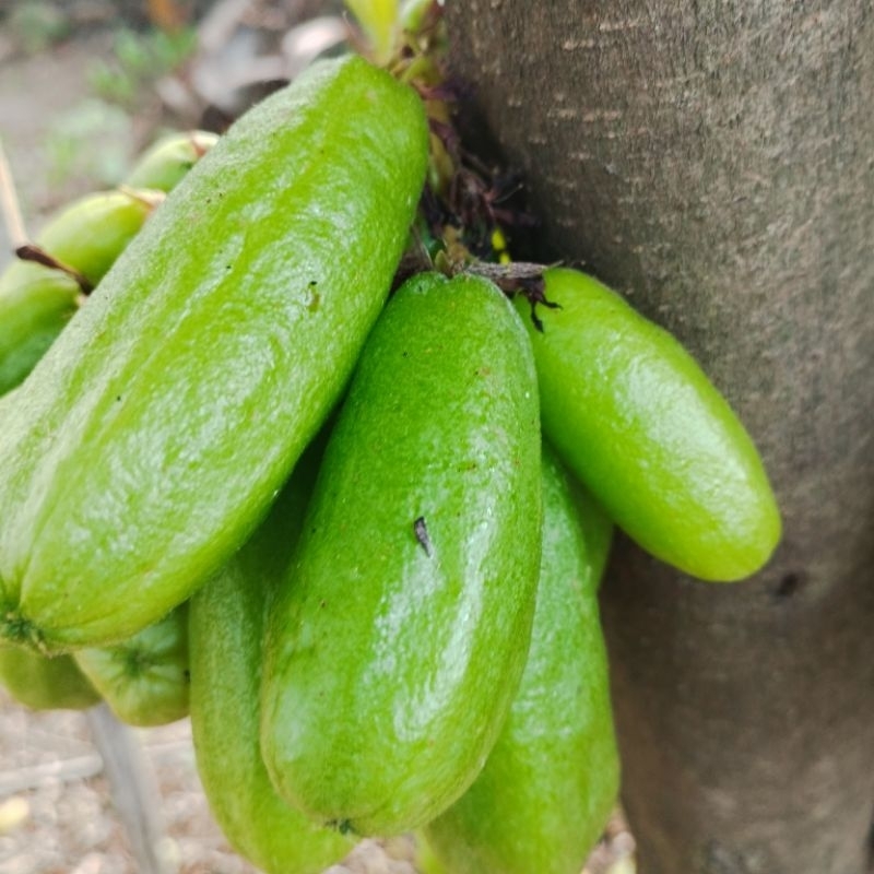 

Belimbing Wuluh Asam Segar 250 gr