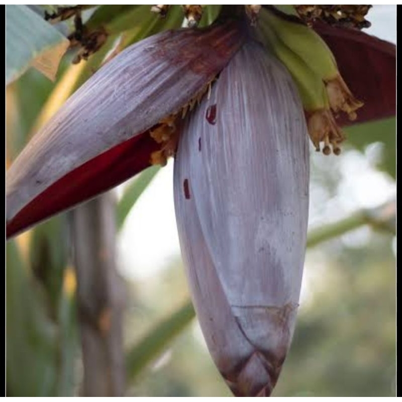 

Jantung pisang raja segar petik langsung 500 gram-az
