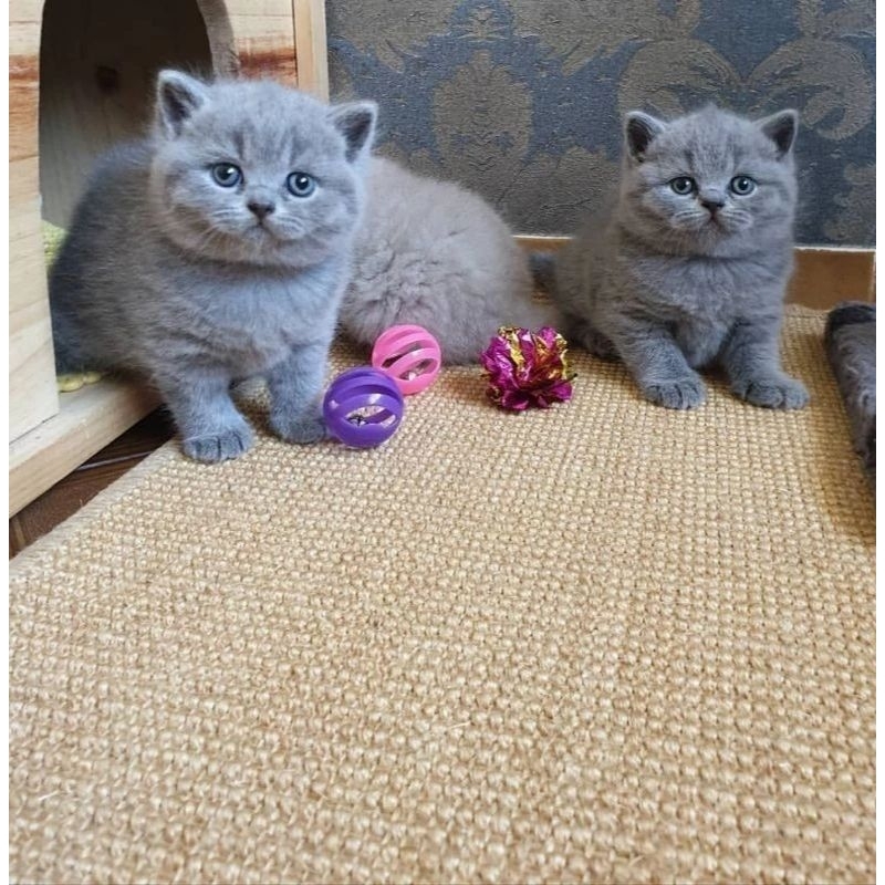 Kucing British Shorthair,, persia peaknose munchkin ragdoll himalaya anggora scottish fold
