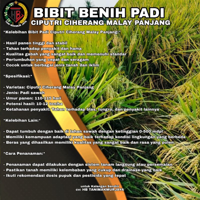 BIBIT BENIH PADI CIPUTRI CIHERANG MALAY PANJANG KEMASAN 1KG
