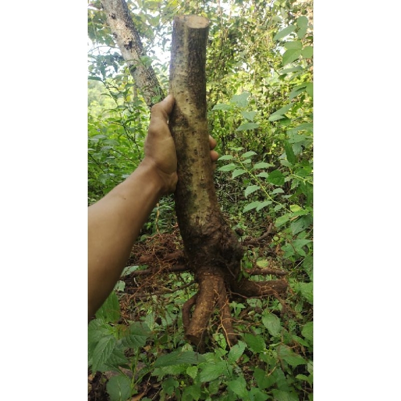bahan bonsai dongkelan gulgum gulo gumantong realpic sesuai gambar