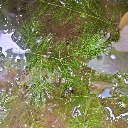 Tanaman air/ganggang air/ekor tupai