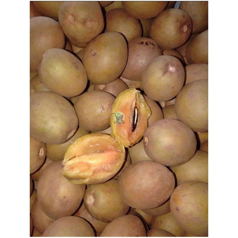 

sawo segar 1kg