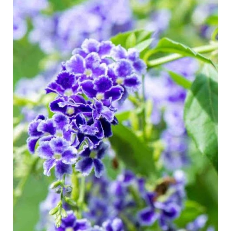 Tanaman hias bunga duranta erecta ungu