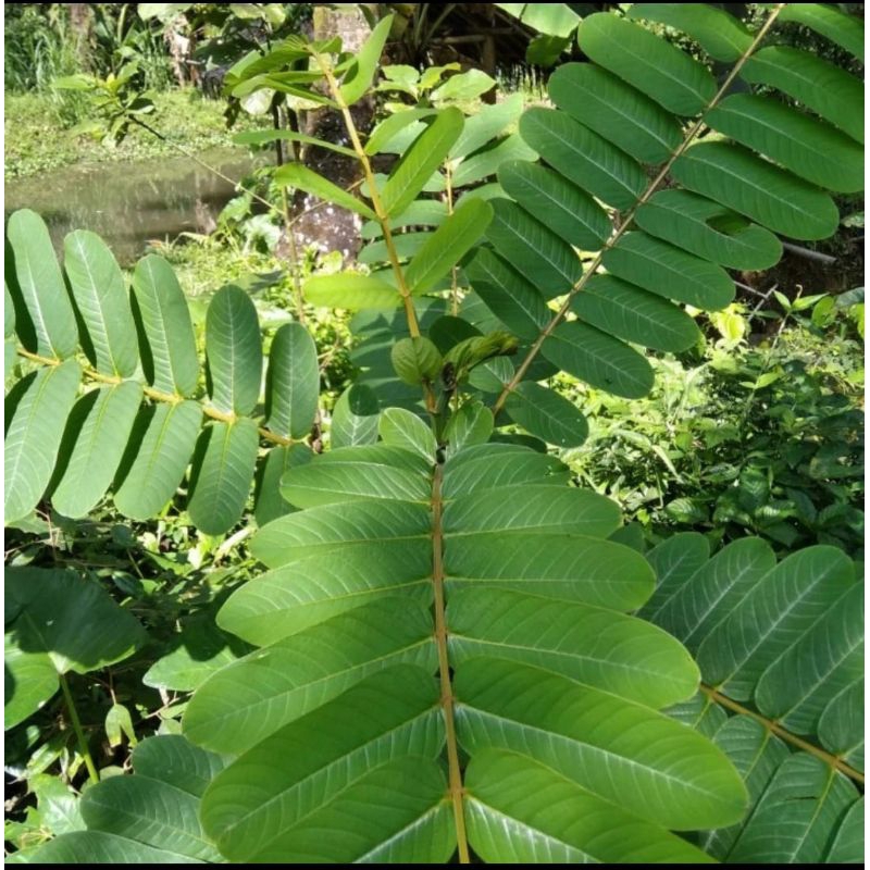 

Daun ketepeng kimanila obat gatal 50 lembar