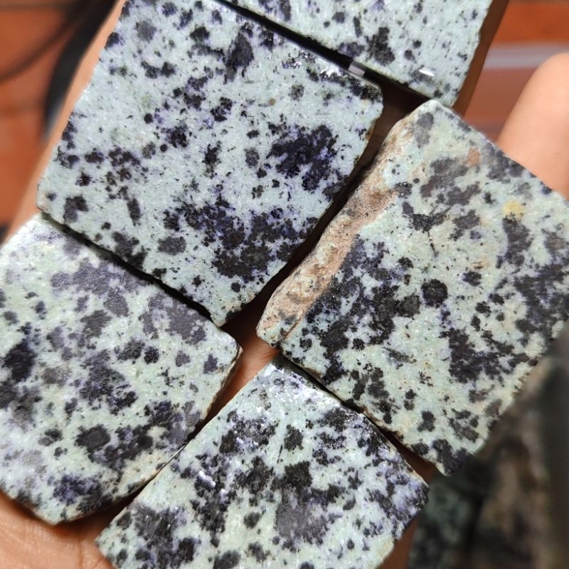 Badar besi totol hitam / Badar besi dalmatian/ Badar besi unik