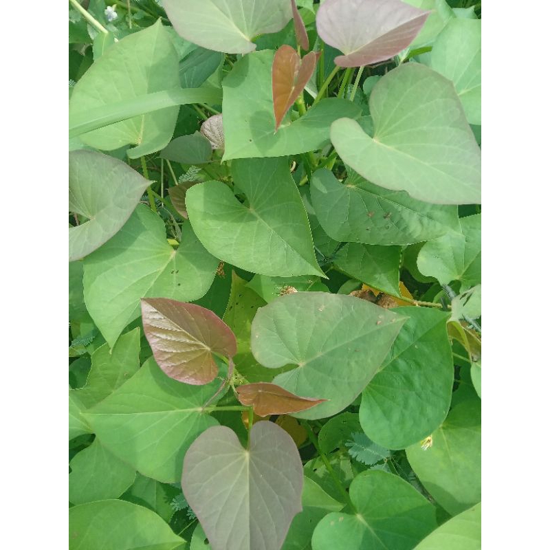 

50 lembar Daun Ubi jalar herbal,Segar dipetik Ketika Order Masuk