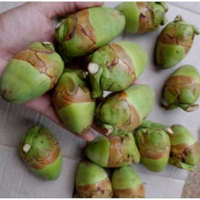 

buah beluluk kelapa pres/ biruluk tembuluk obat herbal alami 3pcs