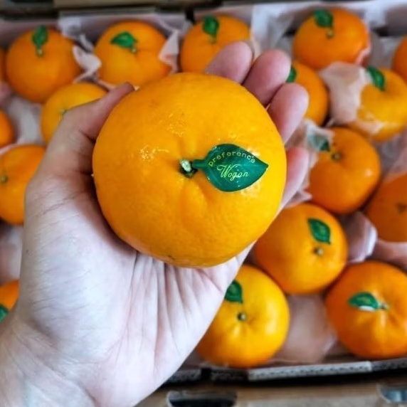 

Jeruk Mandarin Wogan 1kg