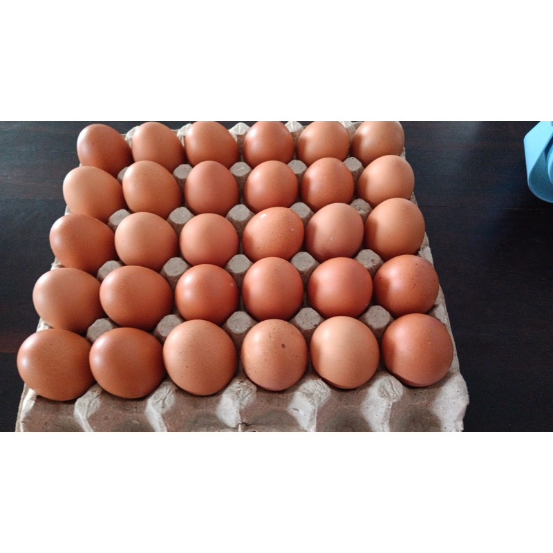 

Telur organic