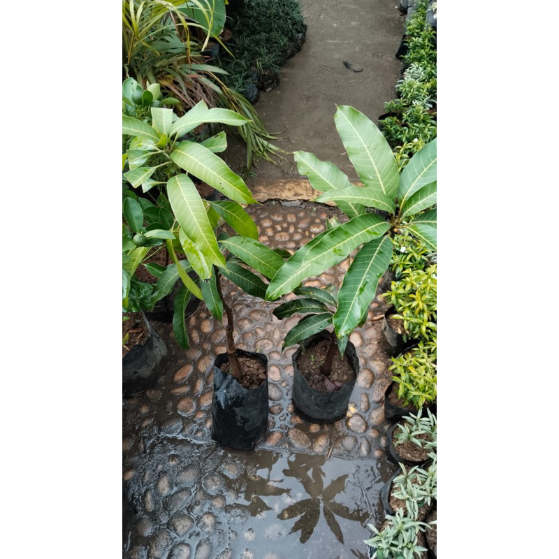 

mangga lokal tinggi 35cm