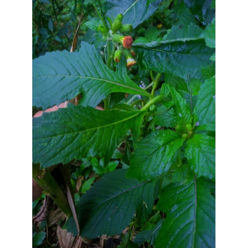 

daun sentrong dengan akar