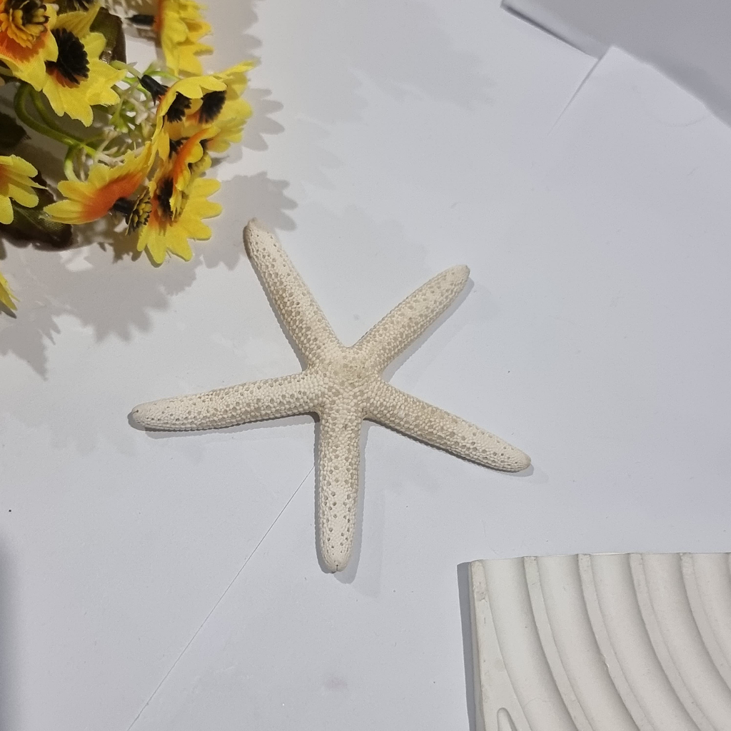 KERANG BINTANG LAUT KECIL / KERANG BINTANG LAUT BESAR / KERANG BINTANG LAUT KERING - HIASAN AKSESORI