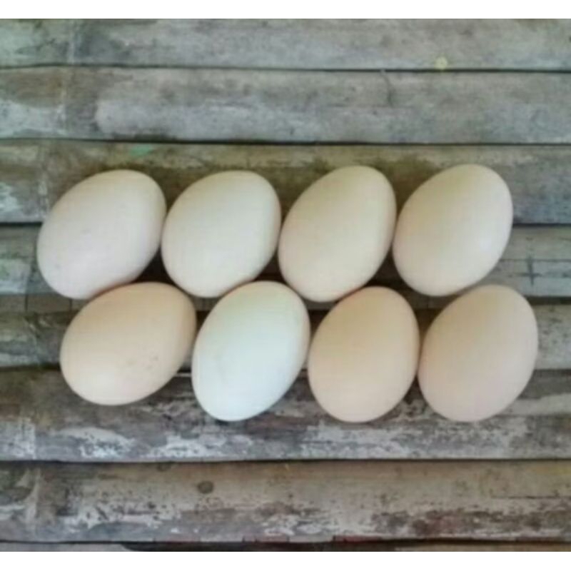 

Telur Ayam Kampung Asli