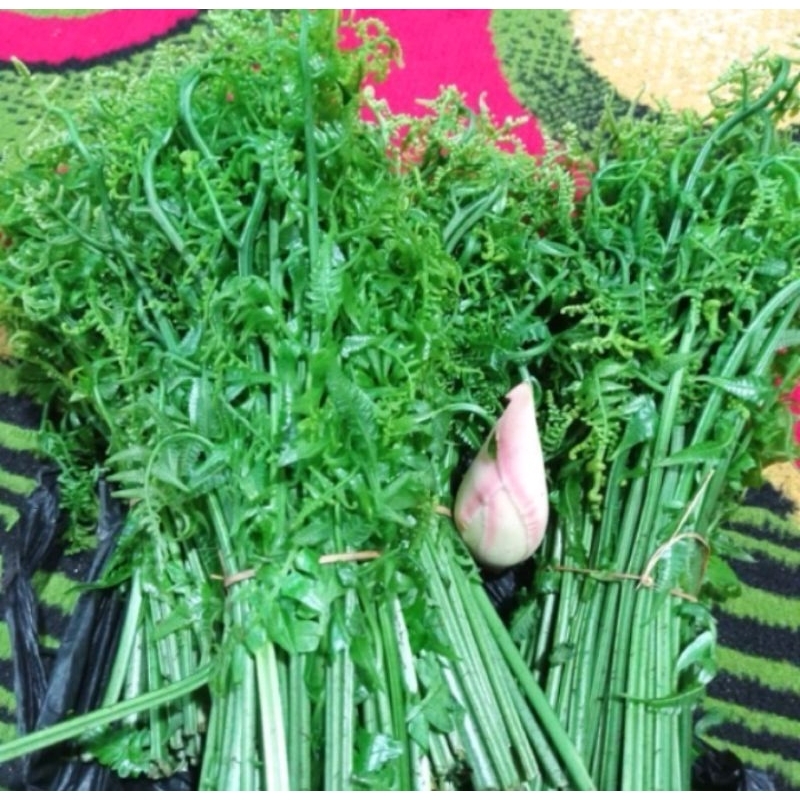 

pakis sayur segar 500gr baru petik