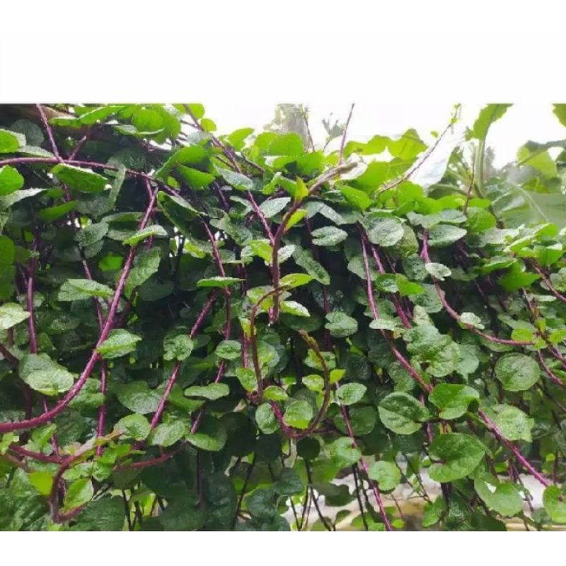 

daun binahong segar 50 lembar