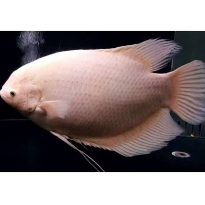 Ikan Gurame Akuarium Padang Jumbo