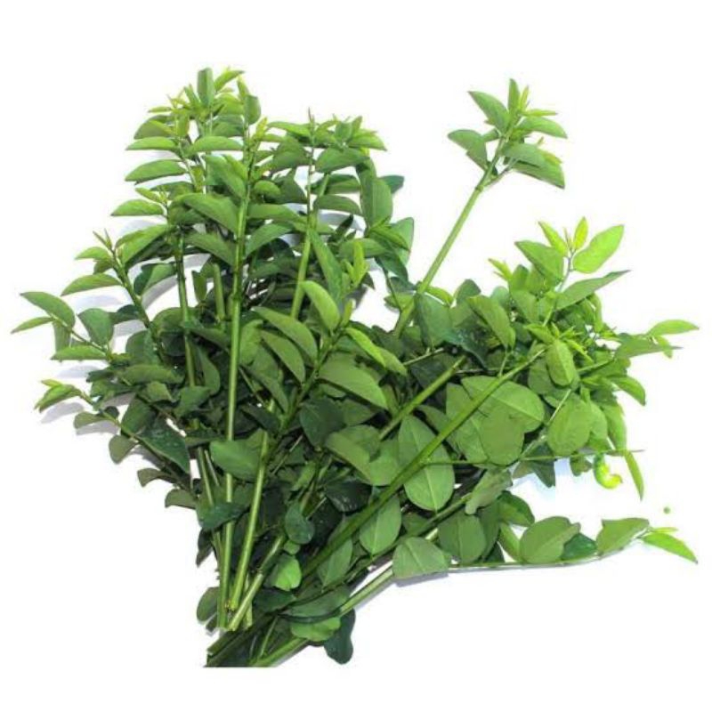 

KIRIM INSTANT Daun Katuk 1 Ikat