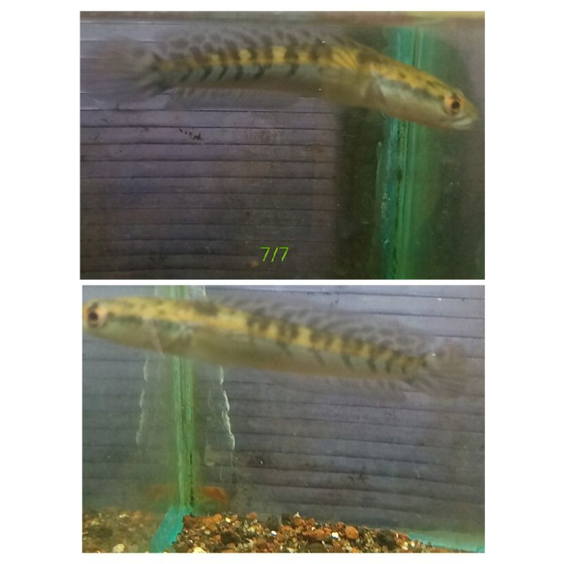 PROMO || Maru Ys 13 16sentih SIMET