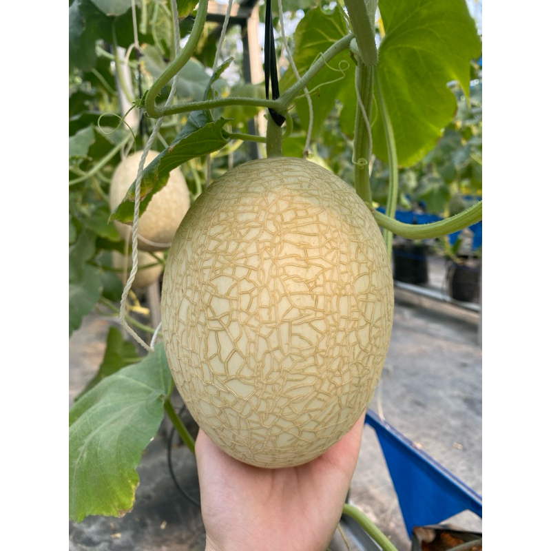 ORI Biji Buah Melon Sweet Net 9 - Kemasan Repack