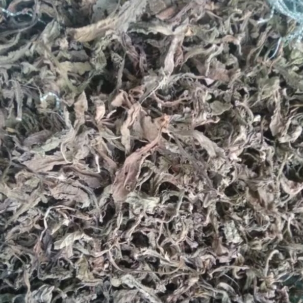 

Daun Tapak Liman KERING isi 50 Gram elephantopus scaber
