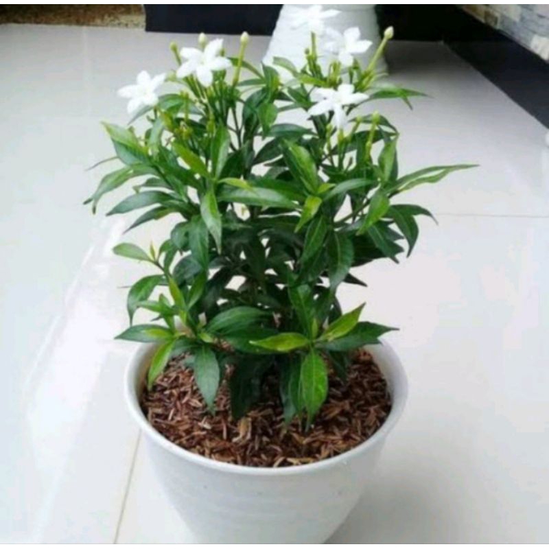 Tanaman Hias Sabrina Hijau - Bunga Rombusa Hijau - Bunga Sabrina Hijau Murah