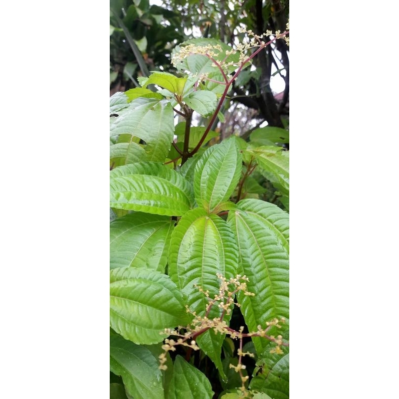 

500g daun pohpohan segar