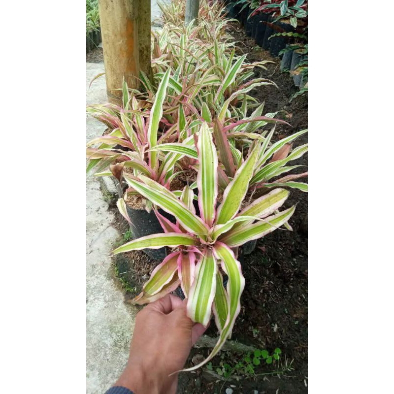 tanaman hias nanas merah / bromelia nanas kerang / nanas kerang