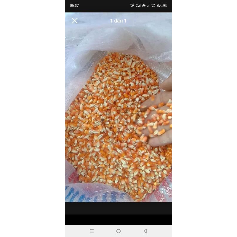 Jagung Pipil Untuk Pakan Ternak