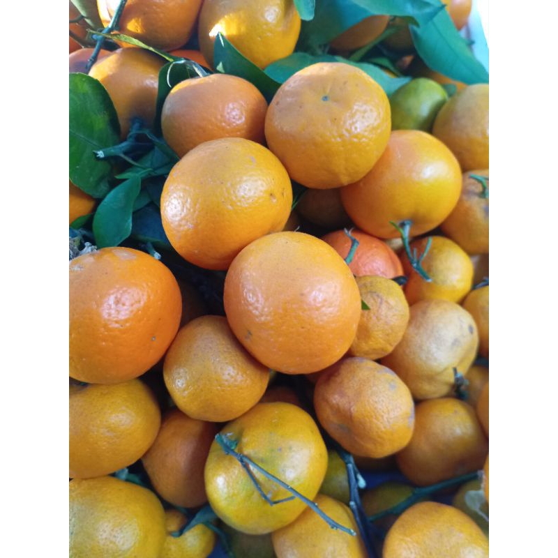 

Buah Jeruk segar Santang Madu