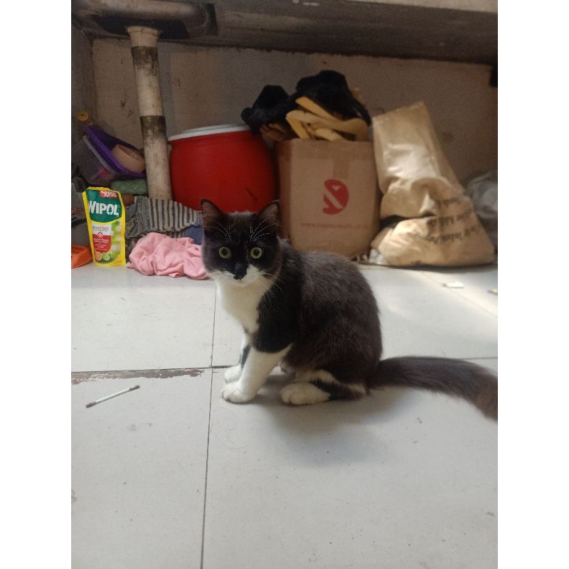 LA Kucing Persia coklat langka Semi hibah