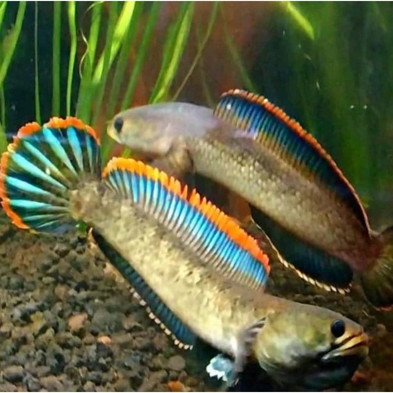 Limbata Pair Alam