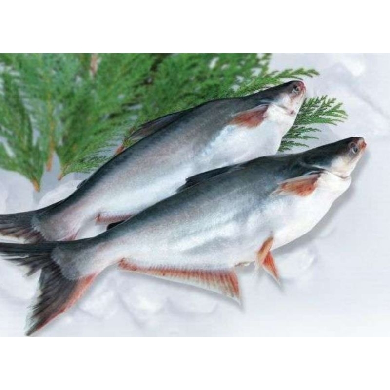 

Ikan patin segar 500gr..