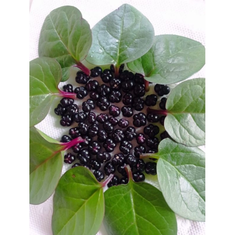 

BUAH BINAHONG MERAH/ANGKUNG SEGAR 200 BIJI OBAT HERBAL STRUK