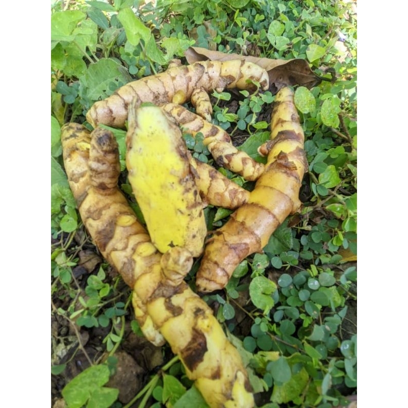 

Rempah Temu Giring Segar 500gr