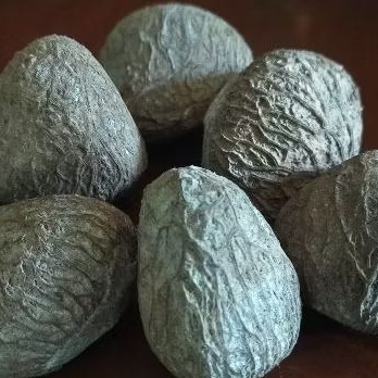 

Kluwek / kluwak / Kepayang / Pucung Lokal Cangkang