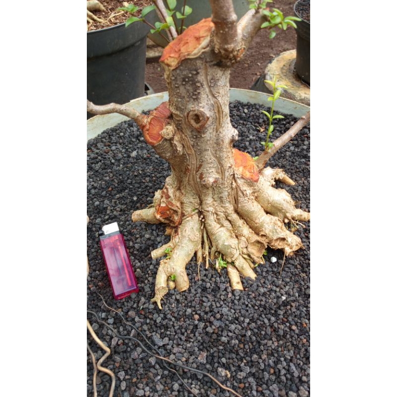 Bonsai Anting putri Bahan medium