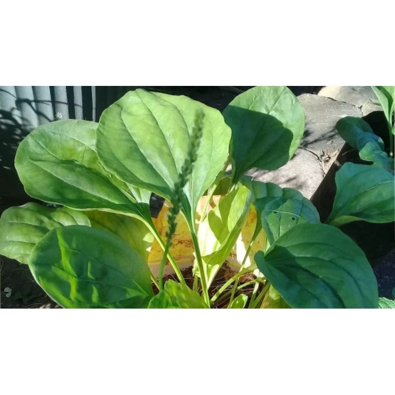 

Daun ki urat/ daun sendok segar 250 gram